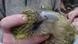 Kakapo scientist Andrew Digby holds Huhana, a 7-year-old female kakapo, tightly around her neck and feet, while Deidre Vercoe takes a blood sample. © Veronika Meduna Kakapo scientist Andrew Digby holds Huhana, a 7-year-old female kakapo, tightly around her neck and feet, while Deidre Vercoe takes a blood sample. © Veronika Meduna