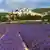Frankreich Lavendelfeld mit Dorf Banon