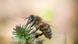 Honeybee Honeybee