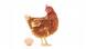 Huhn mit Ei Huhn mit Ei