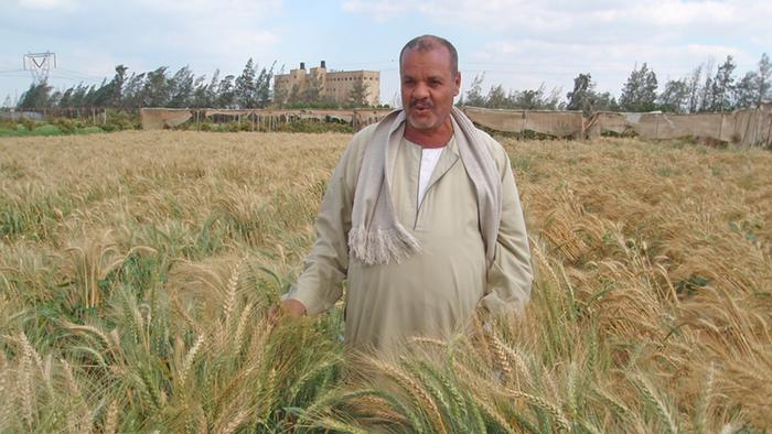 Ägypten Abu Ghaleb Abdou Mahmoud auf seinem Weizenfeld