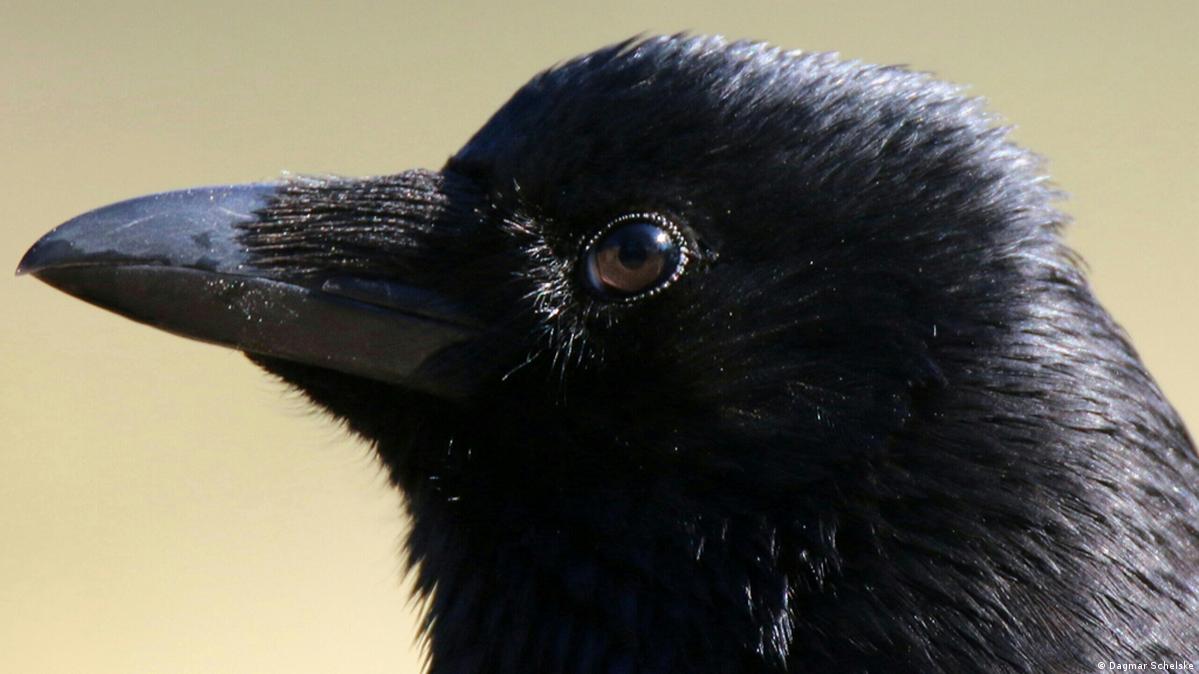 Shooting crows DW 01/27/2017