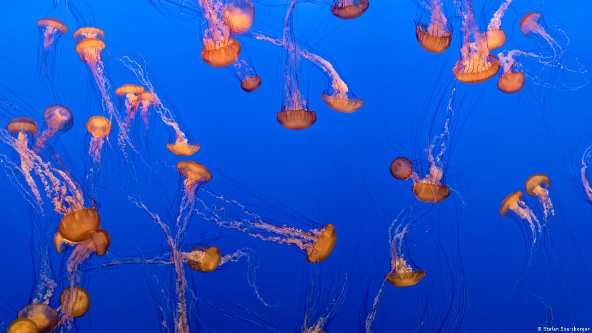 Scientists unlock secrets of 'immortal jellyfish' – DW – 08/31/2022