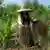 Una mujer en Tailandia cubre un campo de arroz con heno.