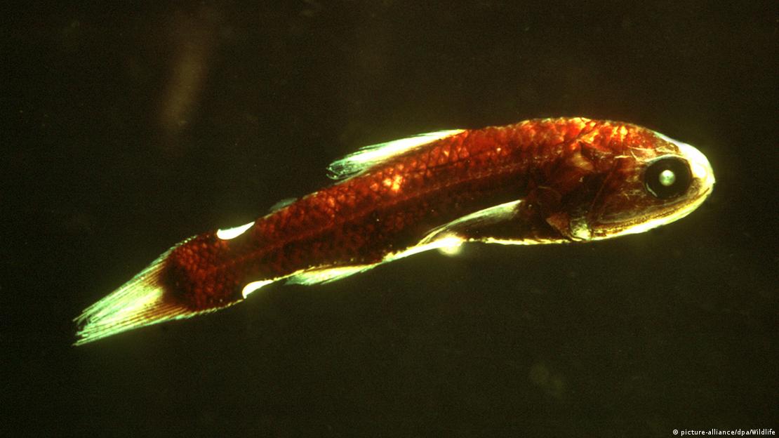 Un pez linterna.