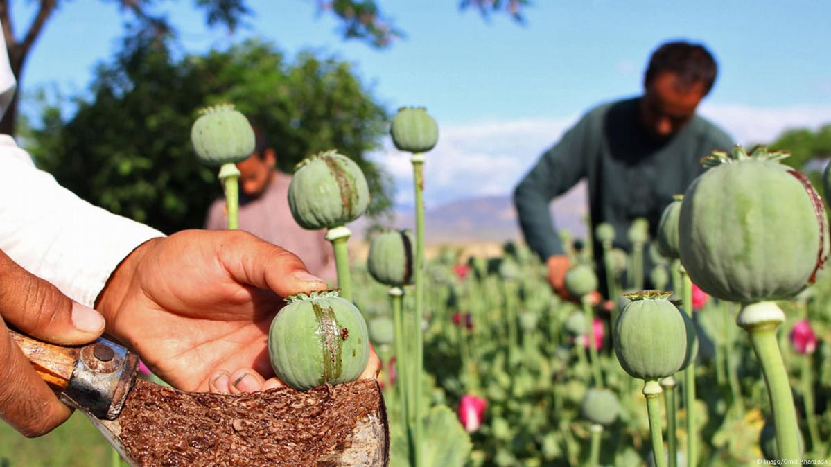 Afghan opium production up – DW – 10/23/2016