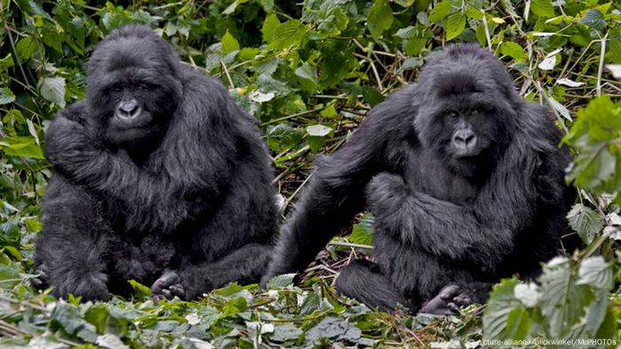 The Battle To Save Africa S Endangered Mountain Gorillas Environment All Topics From Climate Change To Conservation Dw 09 10 2017