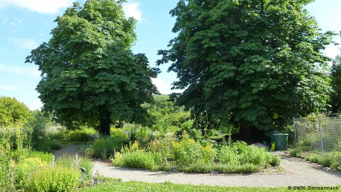 Apothecary's garden in Dessau