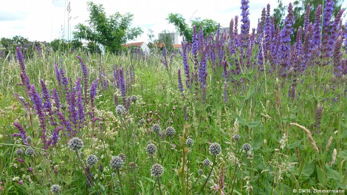 Tall purple flowers grow wild in a meadow in Dessau 