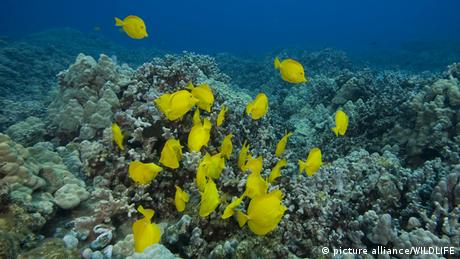 Great Barrier Reef Coral Bleaching Even Worse Than Expected Environment All Topics From Climate Change To Conservation Dw 29 05 2017