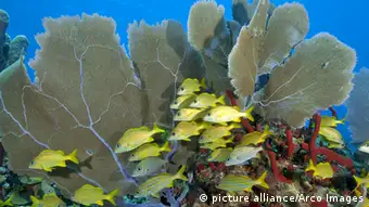 Korallenriffe Karibik