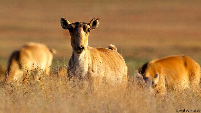 Extreme Weather A Factor In 2015 Mass Death Of Saiga Antelopes Conservation Dw 18 01 2018
