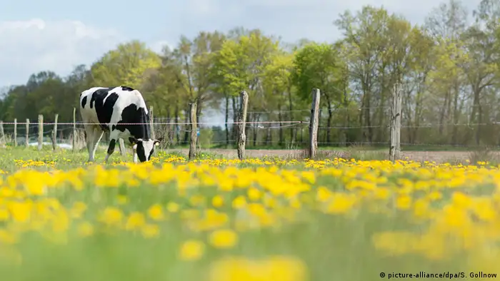 Deutschland Agrarlandschaft Niedersachsen - Kuh auf der Weide