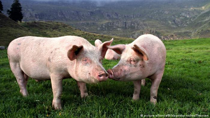 Deutschland Agrarlandschaft Schweine auf der Wiese