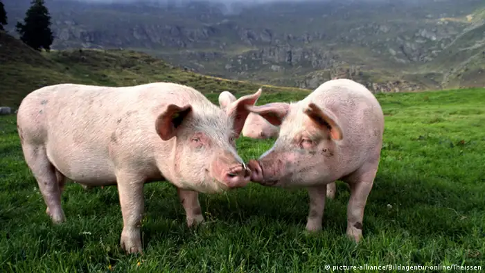 Deutschland Agrarlandschaft Schweine auf der Wiese (picture-alliance/Bildagentur-online/Theissen)