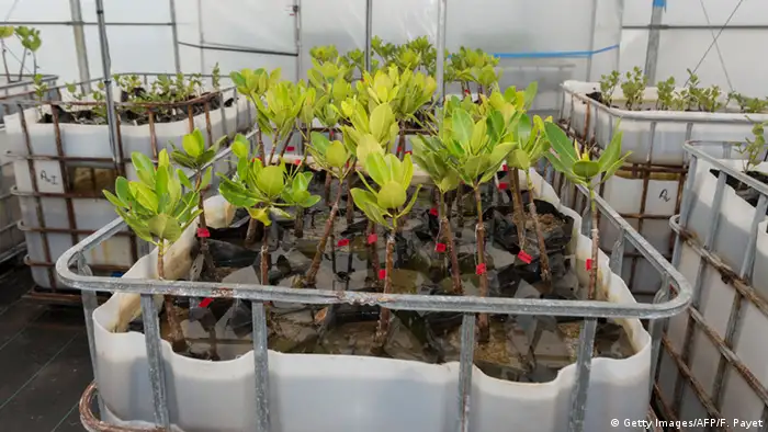 BdW Global Ideas Bild der Woche KW 26/2016 Neukaledonien Mangrovenpflanzen Gewächshaus