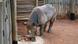 Photo: A black rhino eating carrots and bread. Copyright: Jan Stejskal/ZOO Dvur Kralove Photo: A black rhino eating carrots and bread. Copyright: Jan Stejskal/ZOO Dvur Kralove