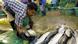 Myanmar migrant worker sorting out fish at a market in Samut Sakhon Myanmar migrant worker sorting out fish at a market in Samut Sakhon
