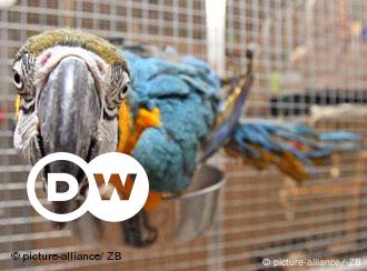 Parrot Talk It S Not All Nonsense News And Current Affairs From Germany And Around The World Dw 03 08 06