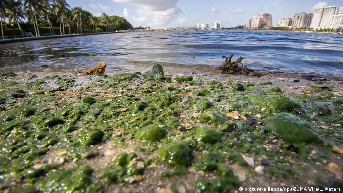USA toxische Algen in Florida - Notstand ausgerufen