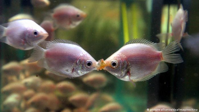 Kissing fish (Copyright: dpa)
