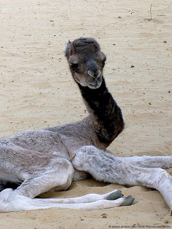 Animal clones: Dolly's not alone – DW – 02/28/2017 Animal clones: Dolly's not alone – DW – 02/28/2017