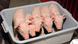 Oregon geklonte Schweine Ferkel Oregon geklonte Schweine Ferkel