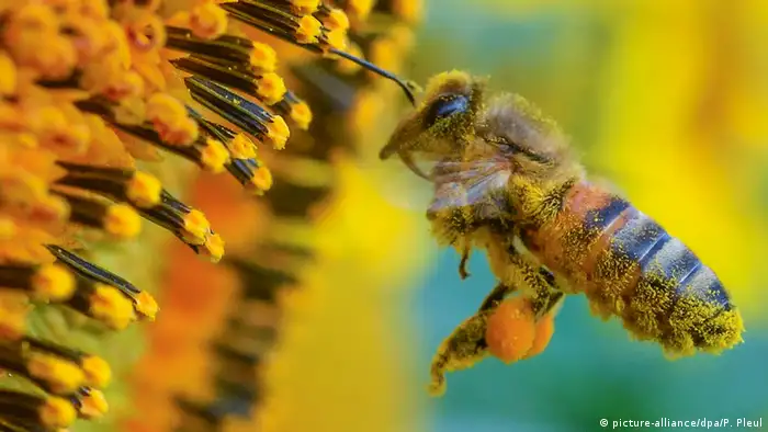 Deutschland Frankfurt (Oder) Honigbiene an Sonnenblume