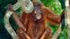 Sorge vor Aussterben von Borneo-Orang-Utans Sorge vor Aussterben von Borneo-Orang-Utans
