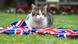 Großbritannien Larry die Downing Street Katze Großbritannien Larry die Downing Street Katze