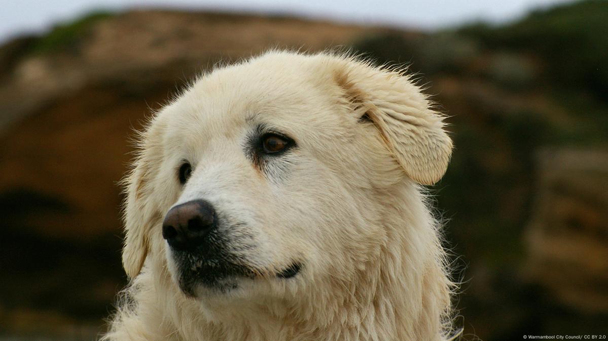 are maremma sheepdogs flock guardians