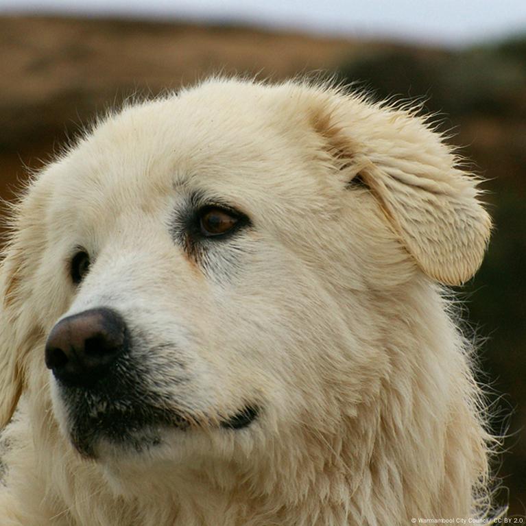 are polish tatra sheepdog noisy