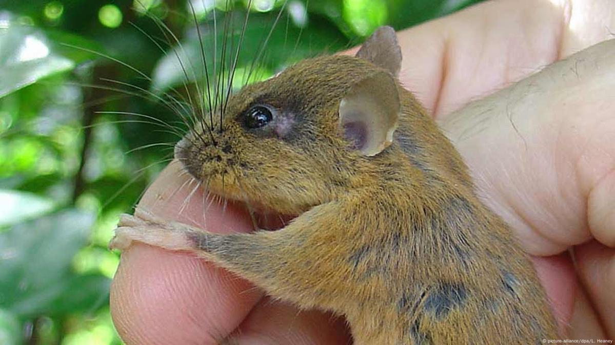 Cientistas descobrem 28 novos mamíferos nas Filipinas – DW – 20/07/2016