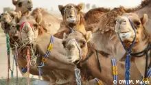 迪拜“白金”——骆驼奶