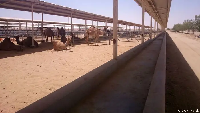 Kamelmilch aus Dubai 