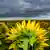 Deutschland Dunkle Regenwolken über einem Sonnenblumenfeld nahe Sieversdorf