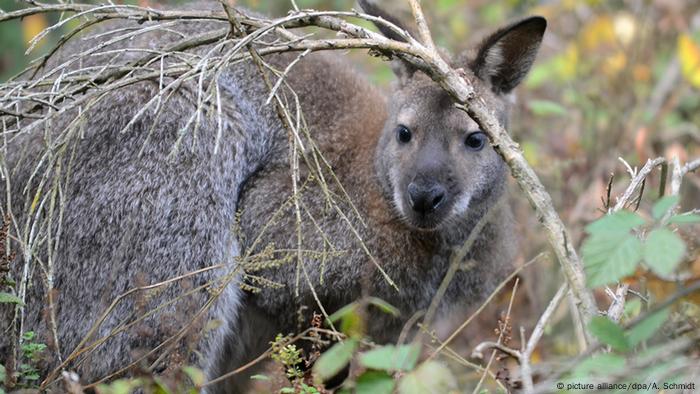 Der Sommer Kommt Die Tiere Buxen Aus Aktuell Deutschland Dw 19 07 2016