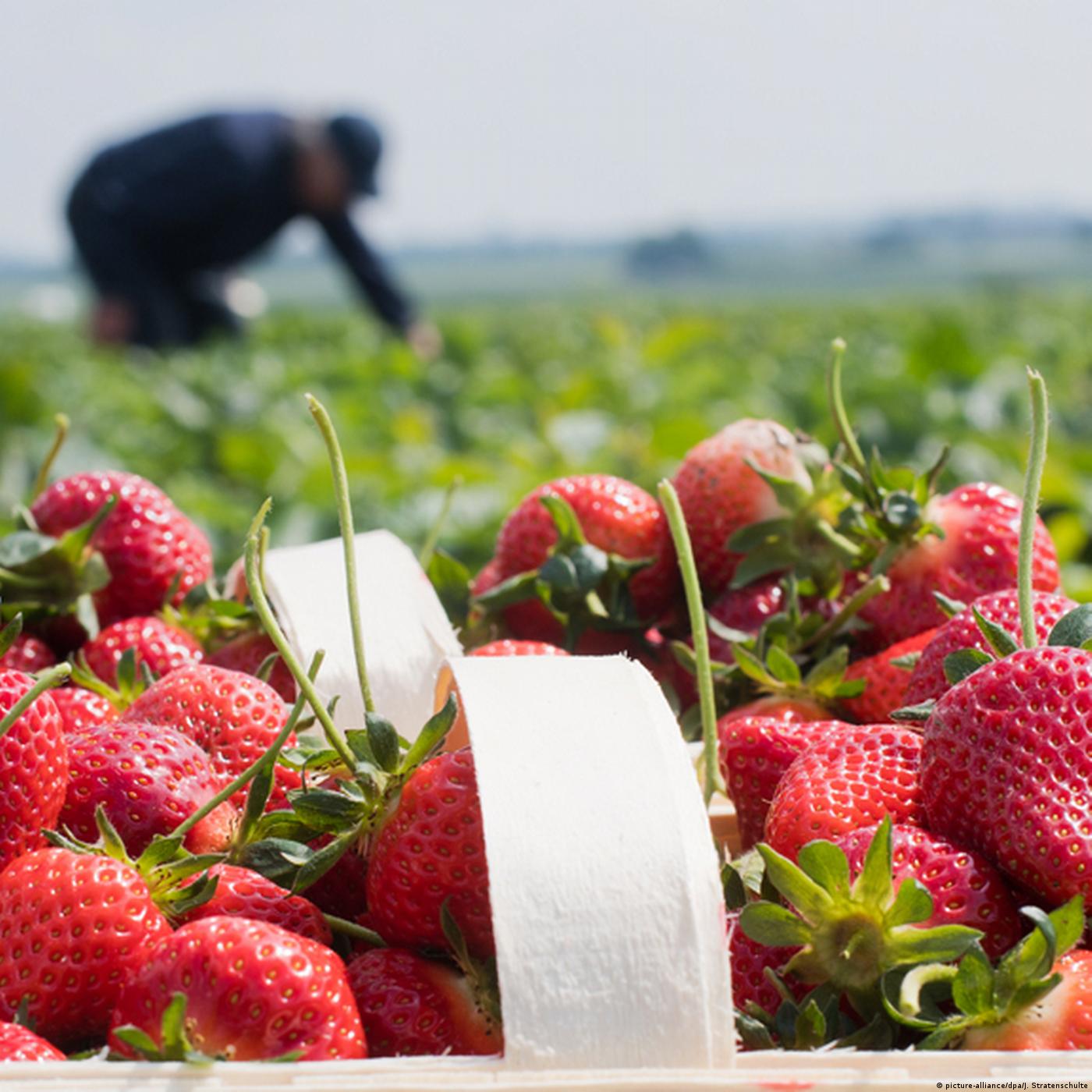 Living Planet: Our future food