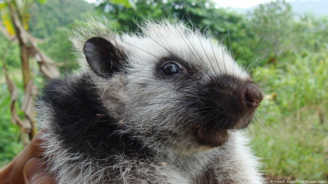 Cientistas descobrem 28 novos mamíferos nas Filipinas – DW – 20/07/2016