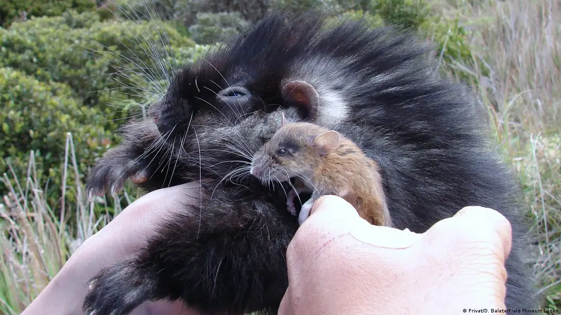 Nova espécie de ratazana gigante é descoberta por cientista
