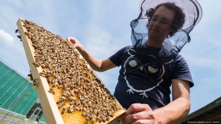 BEEKEEPING - Definição e sinônimos de beekeeping no dicionário inglês