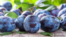 ¿Cómo se desarrolla el sabor de la fruta?