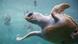 Lebewesen im Mittelmeer Unechte Karettschildkröte Lebewesen im Mittelmeer Unechte Karettschildkröte