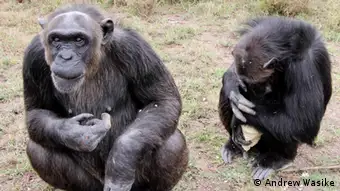 Kenia Jane Goodall Veranstaltung im Chimpanzee Adoption Centre
