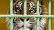 Siberian tiger behind bars Siberian tiger behind bars