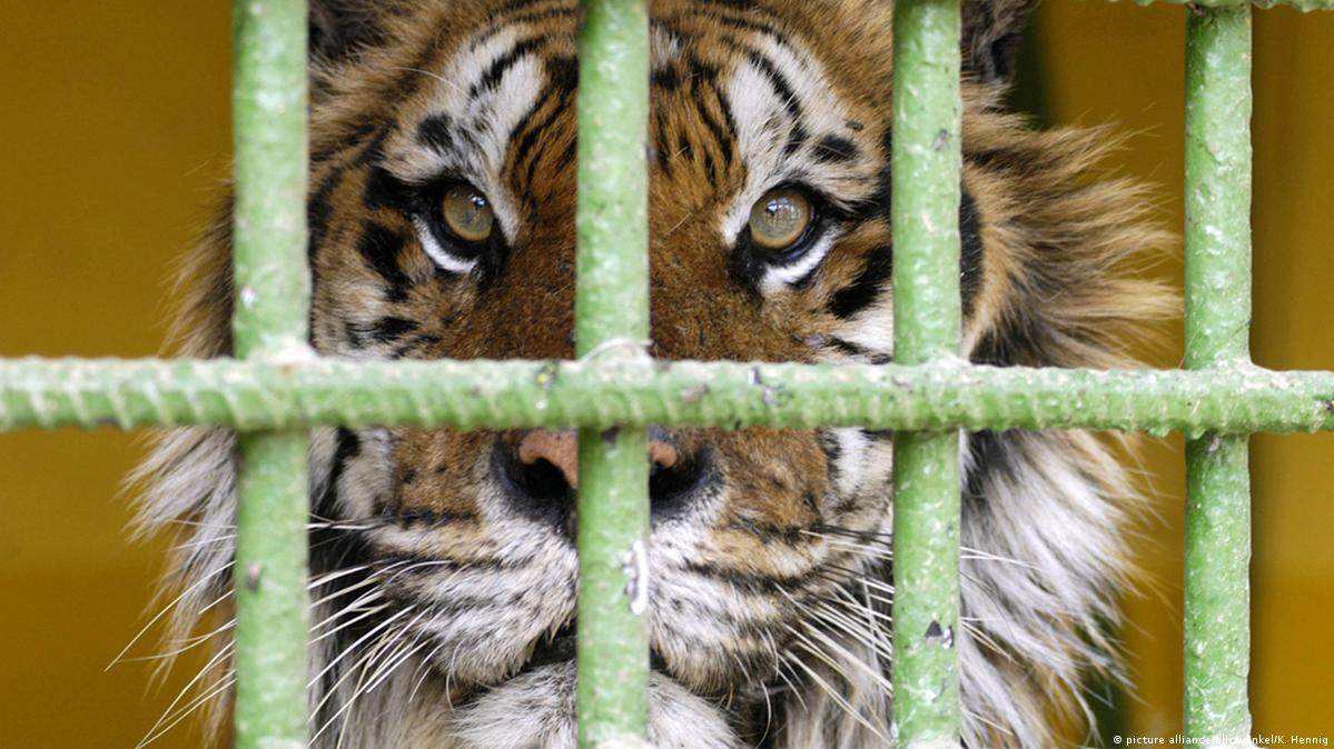 Why our obsession with animals is schizophrenic – DW – 06/22/2017