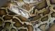 Burmesische Python Burmesische Python