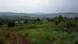 gently rolling green hills in Uganda gently rolling green hills in Uganda