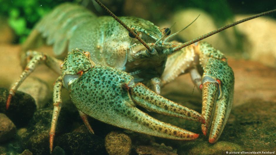The Changing Ecosystem of Lake Constance | Tomorrow Today - The Science Magazine | DW - Vimarsana News