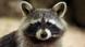 Waschbär Waschbär